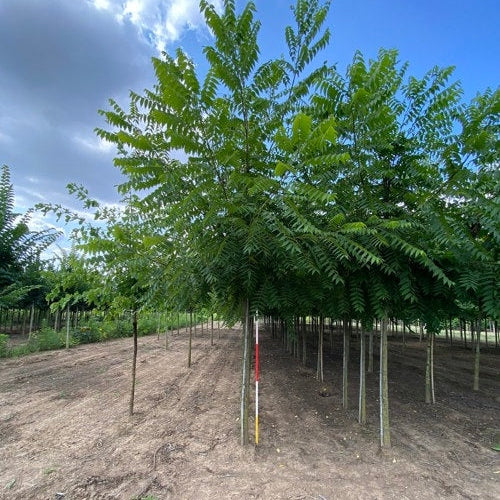 Svart valnöt - Juglans nigra - Stammens omkrets 16-18 cm, höjd 3,5-4 meter, HS,